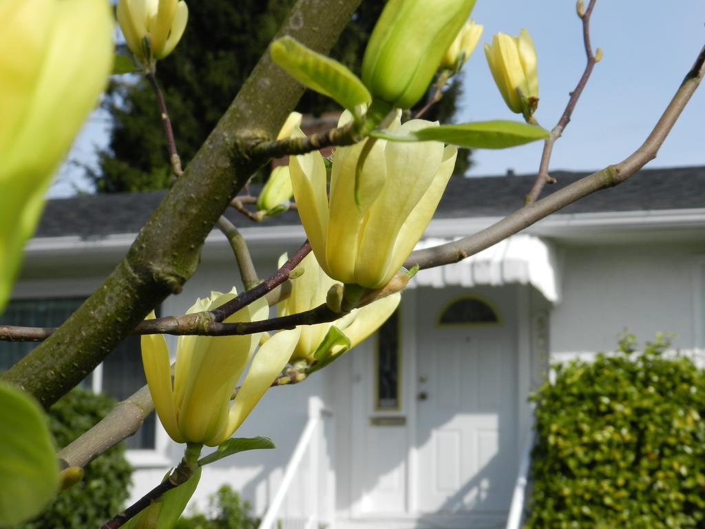 Serenity Bed & Breakfast Burnaby Eksteriør bilde